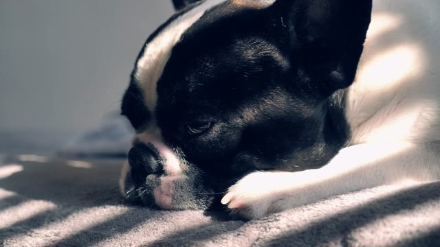 French Bulldog Sleeping