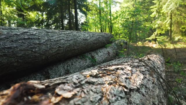 Fallen Logs in Forest