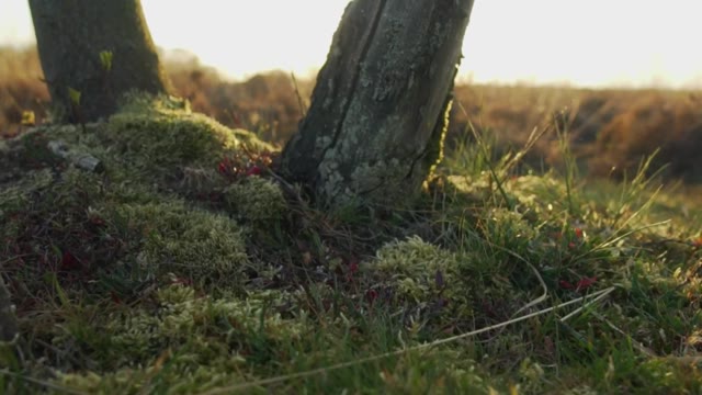 Mossy Ground at Sunset