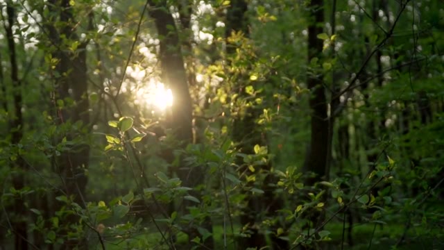 Sunlight Filtering Through Leaves